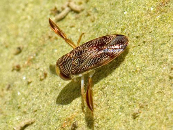 水生物多樣檢測(cè) (3)