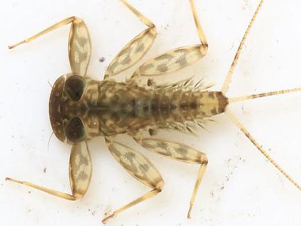 水生物多樣檢測(cè)(4)